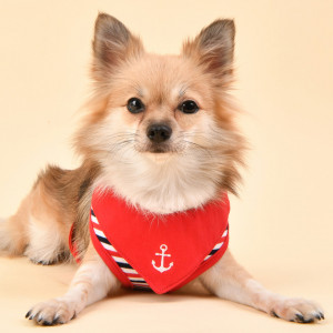 Ham caini Puppia Seaman A