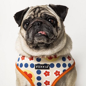 Ham caini Puppia Blossom