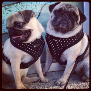 Ham caini Puppia Dotty