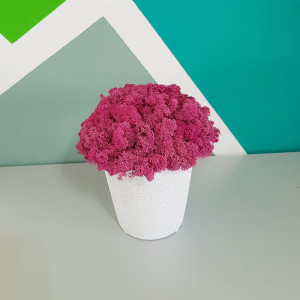 Ghiveci decor cu licheni stabilizati Raspberry Delight, 20 cm inaltime