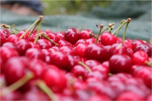 Ginjinha de Óbidos, Frutóbidos com Ginja 0,70l
