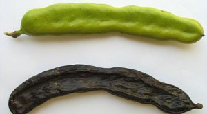 Alfarroba em pó 250g x 3 Uni