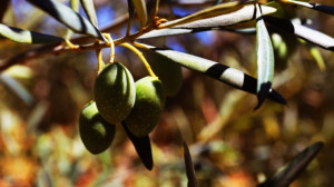 Herdade do Esporão Virgem Extra DOP Norte Alentejo 0,75l