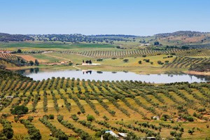 Mel de Rosmaninho da Serra de Portel +-1000g