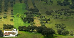 Presunto Perna Inteiro Porco Preto do Alentejo Grande Escolha Bolota- 30 Meses 7-8kg