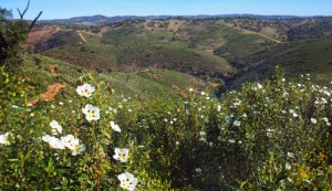Mel de Rosmaninho da Serra de Portel +-1000g