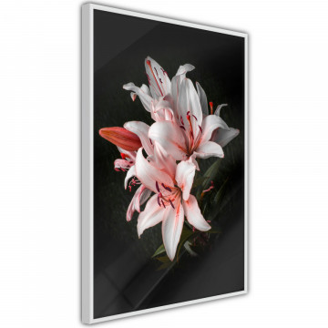 Poster - Pale Pink Lilies