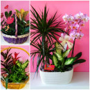 Centros de plantas XL