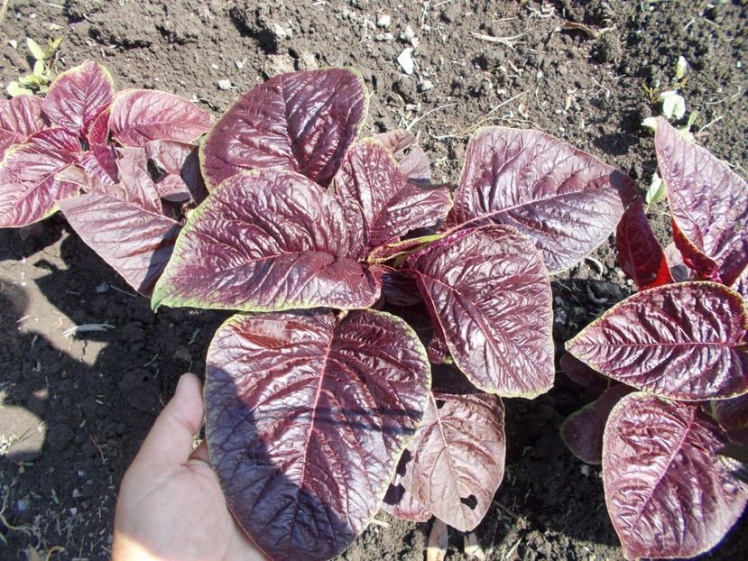 SEMINTE SPANAC CHINEZESC D 134 CHINESE MULTICOLOR SPINACH