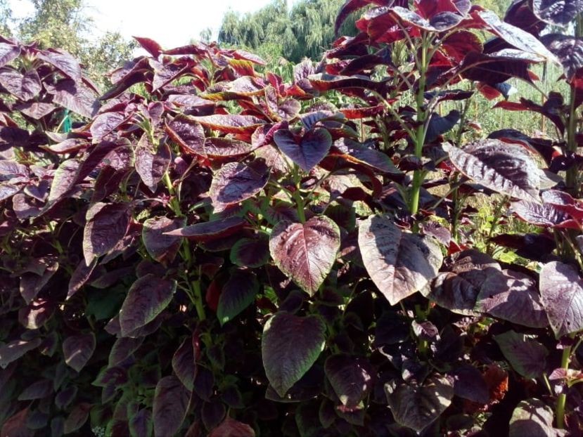 SEMINTE SPANAC CHINEZESC D 134 CHINESE MULTICOLOR SPINACH