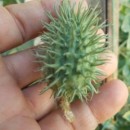 SEMINTE CASTRAVETI - D. 11 CUCUMIS AFRICANUS
