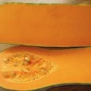 SEMINTE DOVLEAC PLACINTAR - D 107 LUNGA PIENA DI NAPOLI