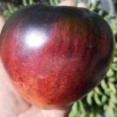 SEMINTE ROSII - T 328 SGT PEPPER