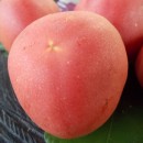 SEMINTE ROSII - T 455 PECHE ROSE