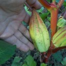 SEMINTE BAME - D 128 HILL COUNTRY HEIRLOOM RED OKRA