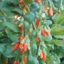 SEMINTE - D.19 GOJI