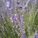 SEMINTE - D. 35 LAVANDA - LAVANDULA ANGUSTIFOLIA