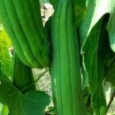 SEMINTE - D. 89 LUFFA - LUFFA CYLINDRICA