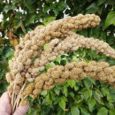 SEMINTE MEI - D 199 Panicum miliaceum