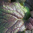 SEMINTE MUSTAR ROSU (brassica juncea ) - D 172