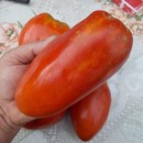 SEMINTE ROSII - T. 209 RUSSIAN LOVE