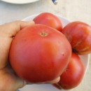 SEMINTE ROSII - T. 47 BELGIAN FARMER BEEFSTEAK