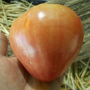 SEMINTE ROSII - T 932 SIBERIAN PINK HONEY
