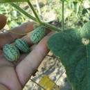 SEMINTE CASTRAVETI - D. 09 MELOTHRIA SCABRA - CUCAMELON