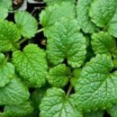 SEMINTE - D.45 ROINITA - MELISSA OFFICINALIS
