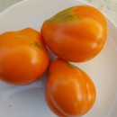SEMINTE ROSII - T. 102 PERUANISCHER BEUTELTOMATE