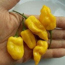 SEMINTE ARDEI IUTE - AI 85 NEON YELLOW HABANERO - NEIZOLAT
