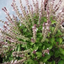 SEMINTE BUSUIOC - D 151 PURPLE RUFFLES