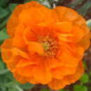SEMINTE MAC SPANOL- FLORE PLENO - papaver rupifragum - D 143