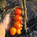 SEMINTE ROSII CHERRY - T. 11 ANNAS EIERTOMATE