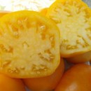 SEMINTE ROSII - T. 123 GIANT LEMON