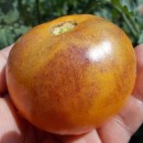SEMINTE ROSII - T 373 ORANGE FLESHED PURPLE SMUDGE