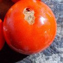 SEMINTE ROSII - T 542 DELICIOUS ROT