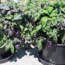 SEMINTE ROSII - T 624 BLAU ZIMMERTOMATE - de ghiveci