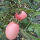 SEMINTE ROSII - T. 268 PINK PLUM