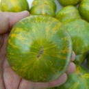 SEMINTE ROSII - T. 107 GREEN ZEBRA
