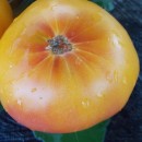 SEMINTE ROSII - T 366 BIG ARCOBALENO BICOLOR