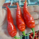 SEMINTE ARDEI IUTE - AI 35 BHUT JOLOKIA RED - NEIZOLAT