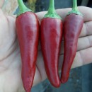 SEMINTE ARDEI IUTE - AI. 16 CAYENNE RED - NEIZOLAT