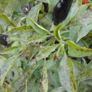 SEMINTE ARDEI IUTE - AI. 20 VIOLETTE CHILLI - NEIZOLAT