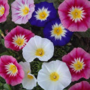 SEMINTE - D 138 ZORELE PITICE - CONVOLVULUS TRICOLOR