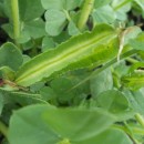 SEMINTE - D. 57 MAZARE SPARANGHEL -ASPARAGUS PEA