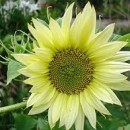 SEMINTE FLOAREA SOARELUI DECORATIVA - D 53 VANILLA ICE - HELIANTHUS ANNUUS