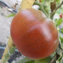 SEMINTE ROSII - T. 207 NOIRE BLUE FRUIT