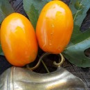 SEMINTE ROSII - T 336 SIBIRISCHE SERDZE ORANGE
