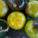 SEMINTE ROSII - T 353 XANADU GREEN GODDESS